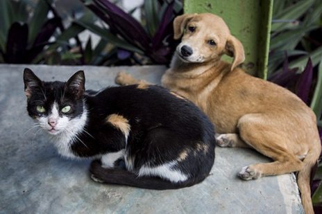 animales-1-580x373_0.jpg
