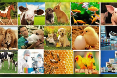 animales.png