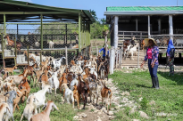 medium_alimento animal.png